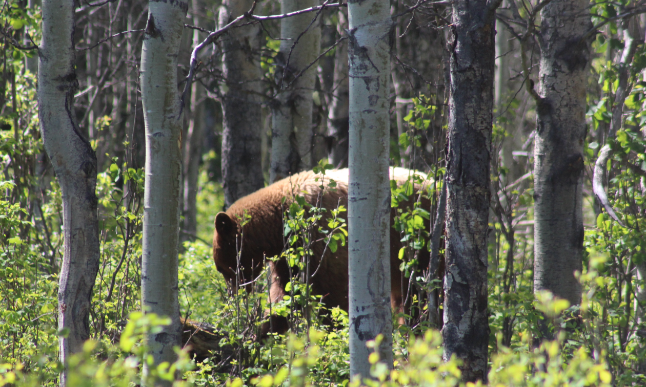 A brown bear is seen through trees and green vegetation in the woods.