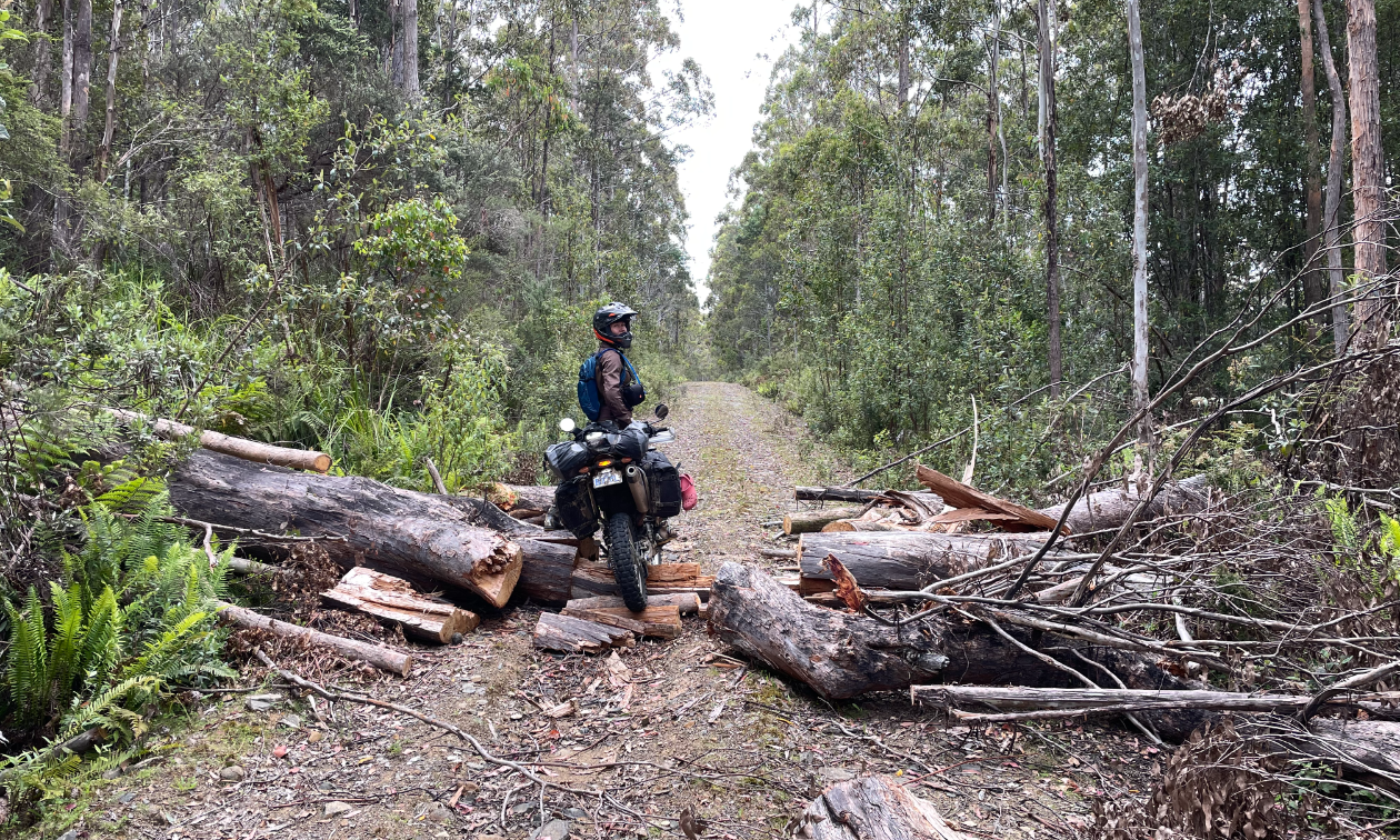 Kevin Chow rides his motorcycle through a trail that contains debris from a downed tree. 