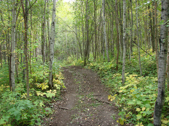 An example of some of the amazing trails at Rocky Top ATV Park outside of Westlock, AB. 