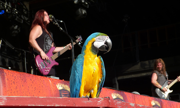 A parrot in front of the stage. 