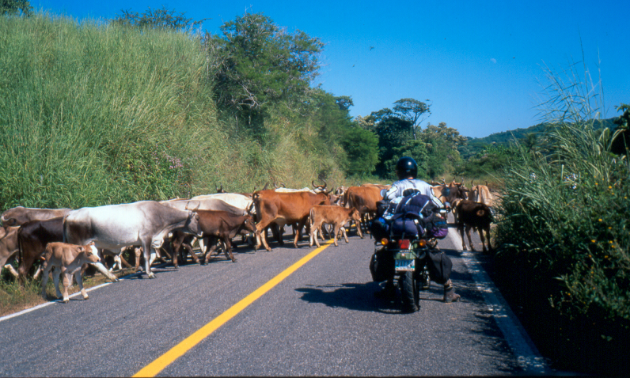 Jeremy Kroeker waits for cows to cross the road in Mexico.