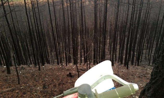 Burnt trees litter a Bull Mountain ridgeline after the fire where a trail used to run.