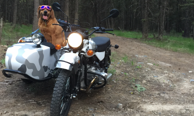 Dergousoff's red bone hound Wilma sits in the 2017 Ural Gearup in the woods