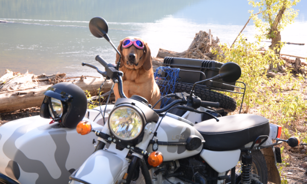 Dergousoff's red bone hound Wilma sits in the 2017 Ural Gearup near a lake