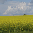 Photo of a yellow canola field. 