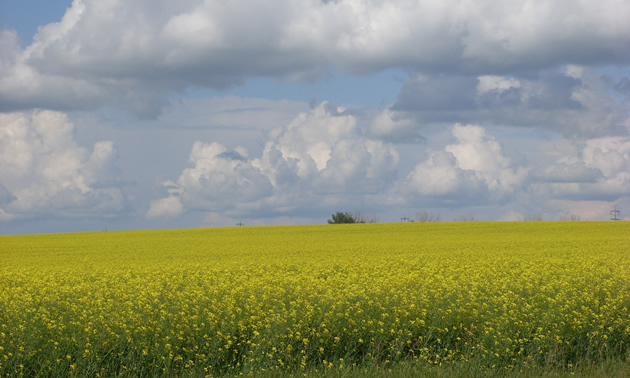 Photo of a yellow canola field. 