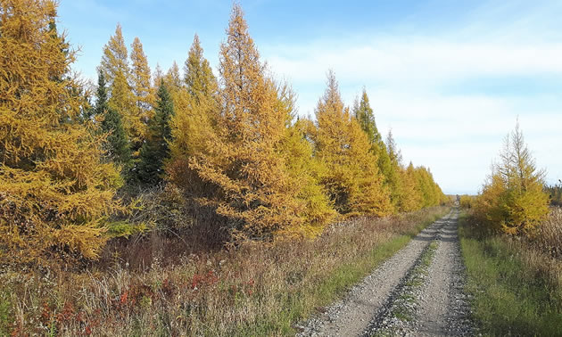 The Whistle Pig Trail is flanked by golden yellow aspens on a brilliant autumn day. 