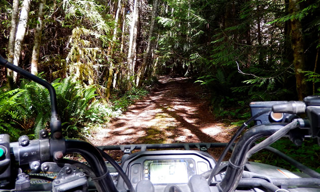 Looking behind the handlebars of a quad at a forested trail. 