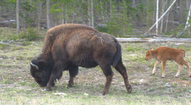 A cow bison and her calf in the Mackenzie Herd.      
