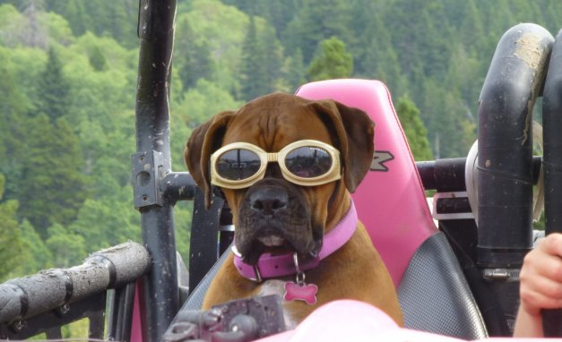 Here is our boxer Brooklyn, enjoying the crowsnest pass/castle area in the RZR 800!