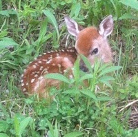 A fawn hiding  laying down hidden in the grass.