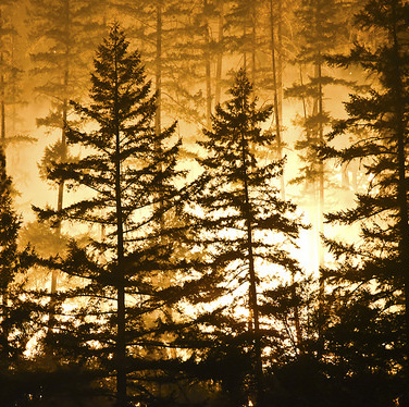 A forest fire silhouetted against the night sky.