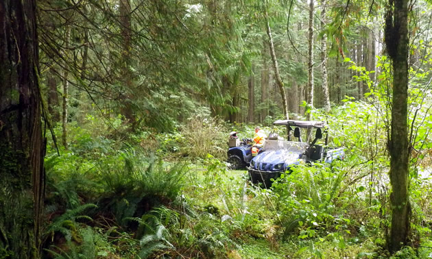 Two ATVs in a verdant forest on Vancouver Island. 